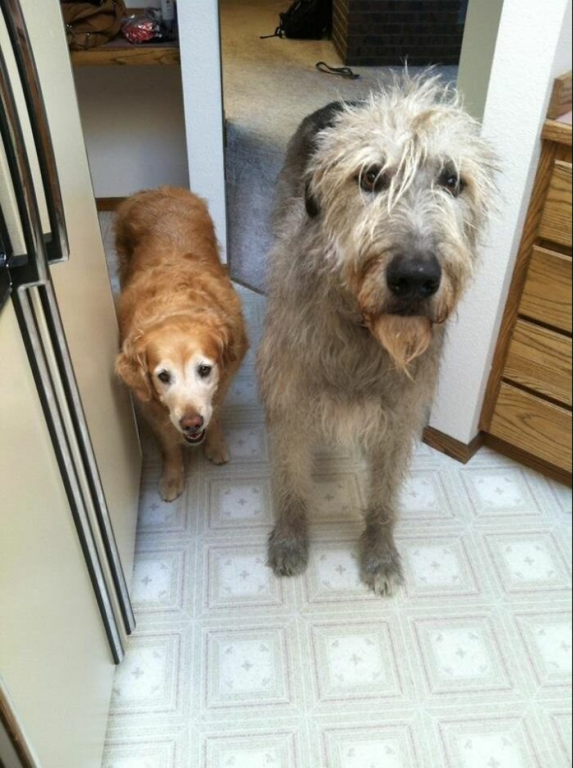 Enorme, divertido, amable: 45 perros lobo irlandeses que impresionarán con su tamaño