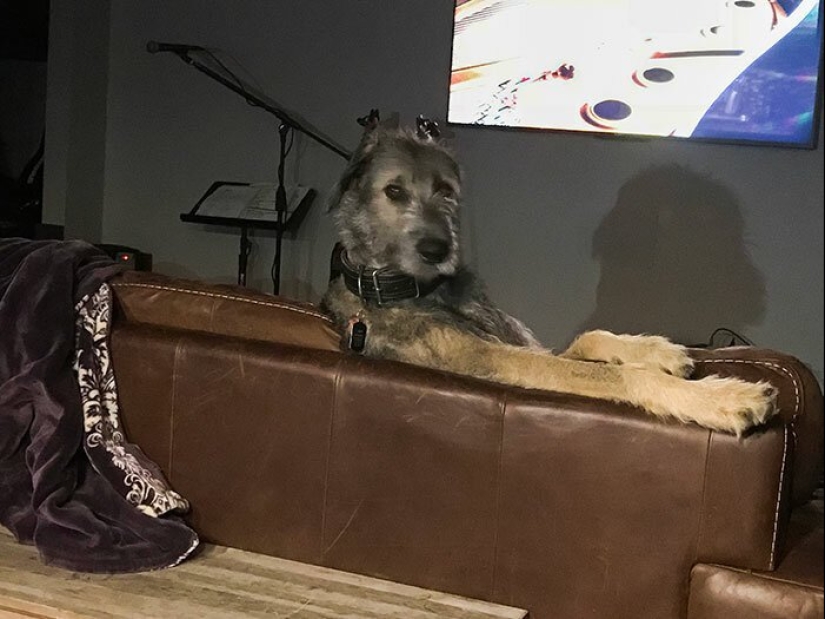Enorme, divertido, amable: 45 perros lobo irlandeses que impresionarán con su tamaño