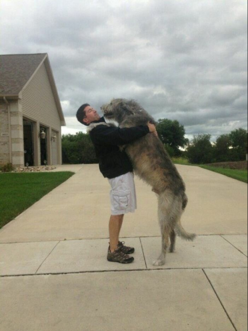 Enorme, divertido, amable: 45 perros lobo irlandeses que impresionarán con su tamaño