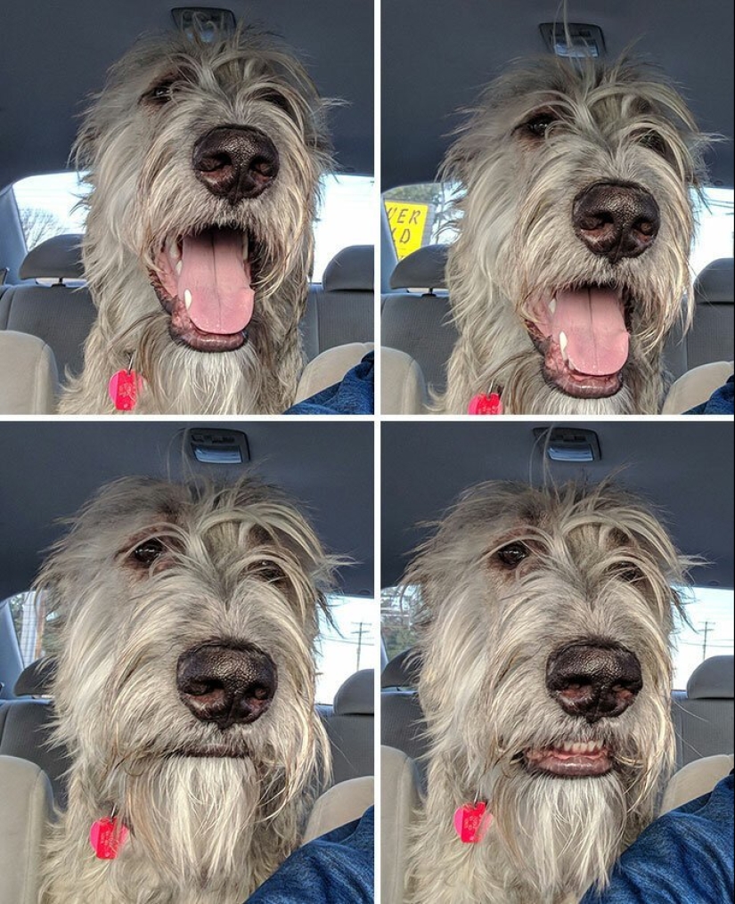 Enorme, divertido, amable: 45 perros lobo irlandeses que impresionarán con su tamaño
