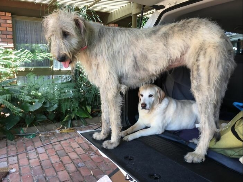 Enorme, divertido, amable: 45 perros lobo irlandeses que impresionarán con su tamaño