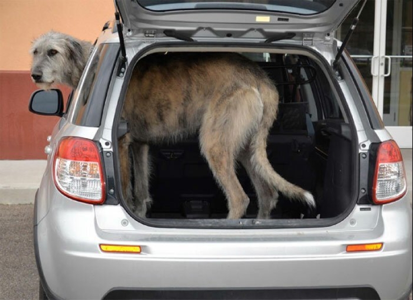 Enorme, divertido, amable: 45 perros lobo irlandeses que impresionarán con su tamaño