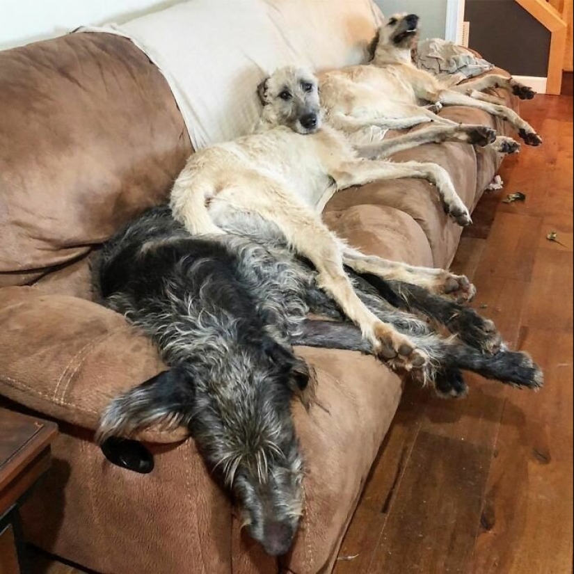 Enorme, divertido, amable: 45 perros lobo irlandeses que impresionarán con su tamaño