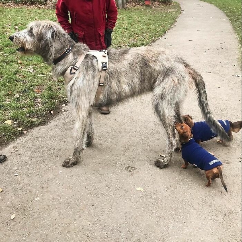 Enorme, divertido, amable: 45 perros lobo irlandeses que impresionarán con su tamaño