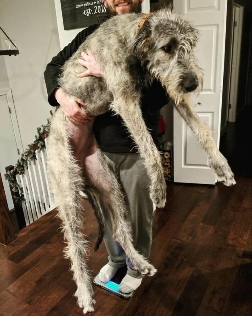 Enorme, divertido, amable: 45 perros lobo irlandeses que impresionarán con su tamaño