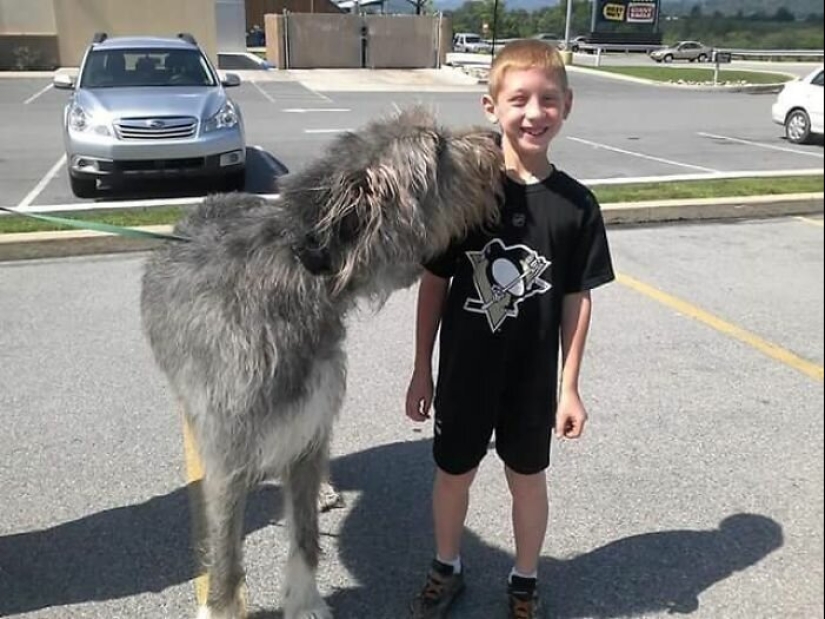 Enorme, divertido, amable: 45 perros lobo irlandeses que impresionarán con su tamaño