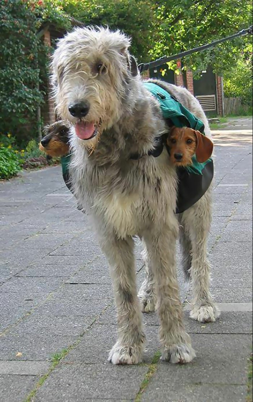 Enorme, divertido, amable: 45 perros lobo irlandeses que impresionarán con su tamaño