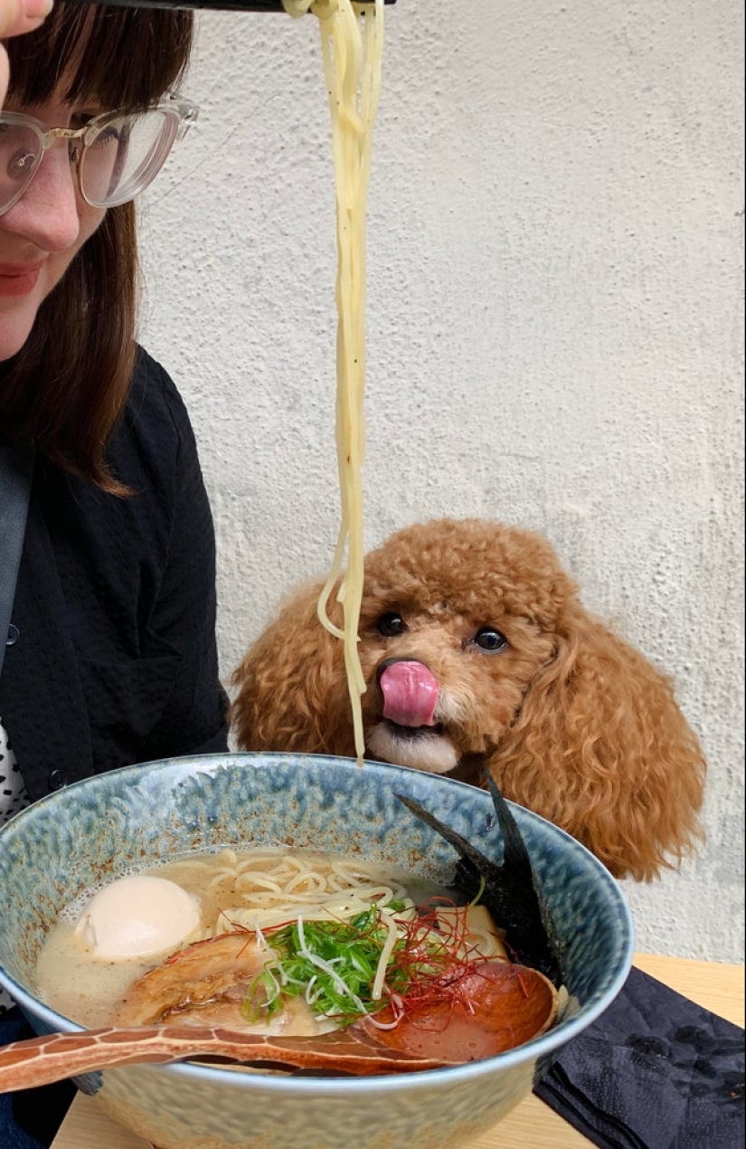 Es imposible negarse: 22 fotos sobre cómo los animales son capaces de mendigar por comida