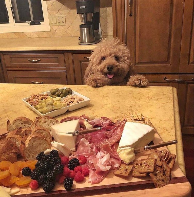 Es imposible negarse: 22 fotos sobre cómo los animales son capaces de mendigar por comida