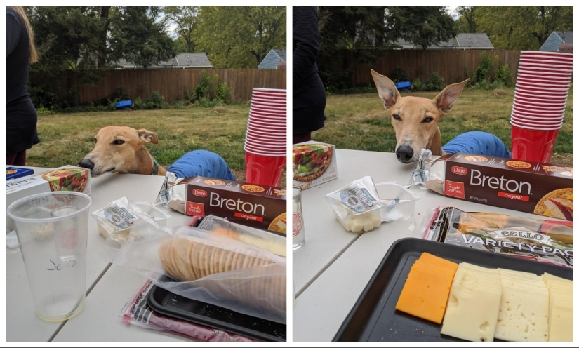 Es imposible negarse: 22 fotos sobre cómo los animales son capaces de mendigar por comida