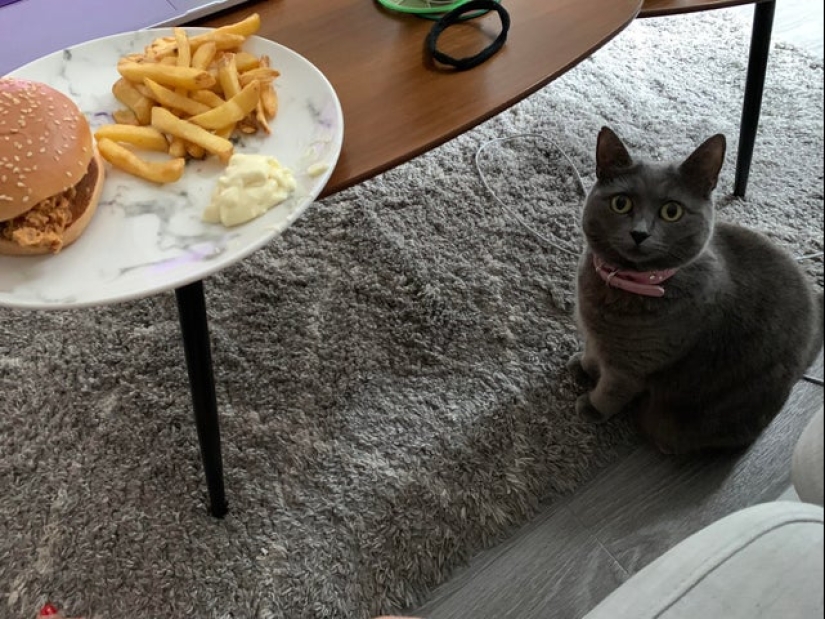 Es imposible negarse: 22 fotos sobre cómo los animales son capaces de mendigar por comida