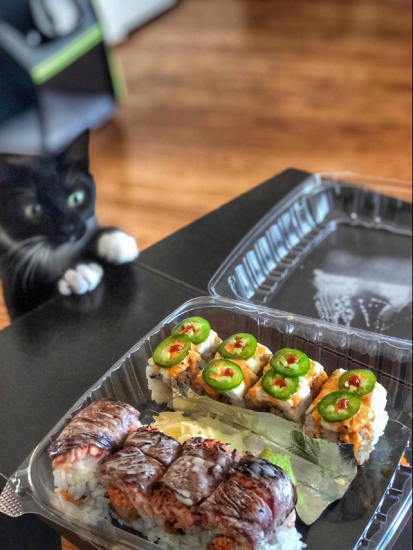 Es imposible negarse: 22 fotos sobre cómo los animales son capaces de mendigar por comida
