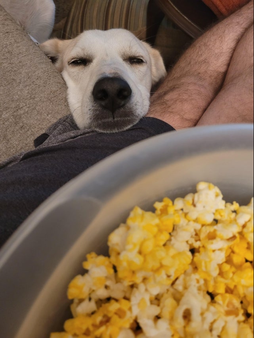 Es imposible negarse: 22 fotos sobre cómo los animales son capaces de mendigar por comida