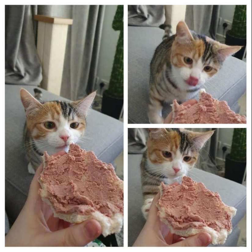 Es imposible negarse: 22 fotos sobre cómo los animales son capaces de mendigar por comida