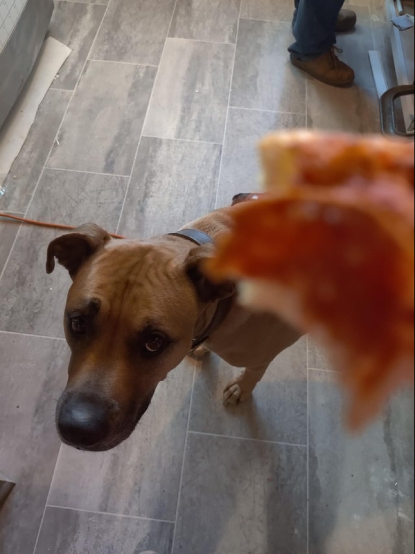 Es imposible negarse: 22 fotos sobre cómo los animales son capaces de mendigar por comida