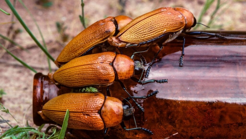 Escarabajos dorados australianos: cuando los hombres prefieren biberones a sus damas Escarabajos dorados australianos: cuando los hombres prefieren biberones a sus damas