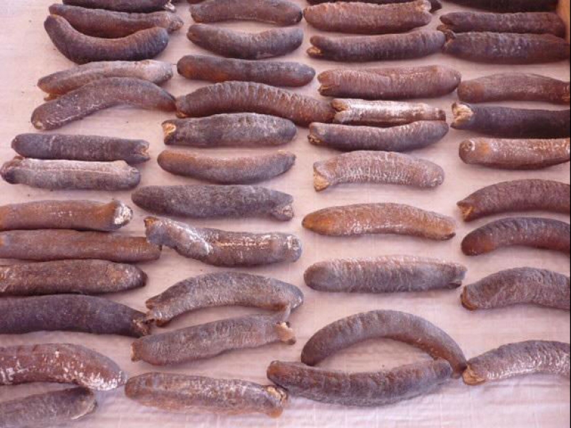 Escupe propios cuerpos y se comporta como un suicida: una vida de diversión como un pepino de mar