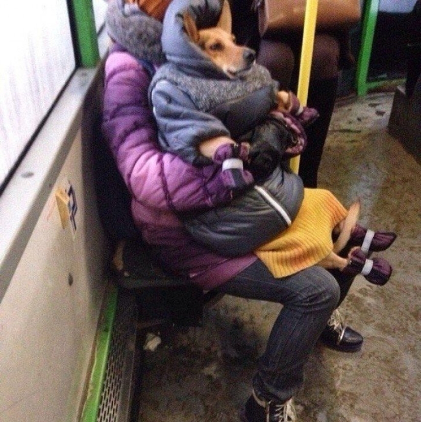 Eso es lo que un verdadero invierno: 30+ fotos que va a ser de frío
