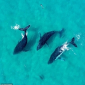 Especially impressionable people should definitely watch it! Fascinating Australia through the lens of a drone Especially impressionable people should definitely watch it! Fascinating Australia through the lens of a drone