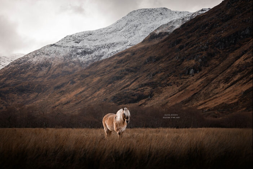“Espíritus de las Tierras Altas”: Mis 12 fotos de ponis que tomé en Escocia