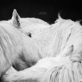“Espíritus de las Tierras Altas”: Mis 12 fotos de ponis que tomé en Escocia “Espíritus de las Tierras Altas”: Mis 12 fotos de ponis que tomé en Escocia