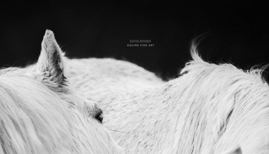 “Espíritus de las Tierras Altas”: Mis 12 fotos de ponis que tomé en Escocia