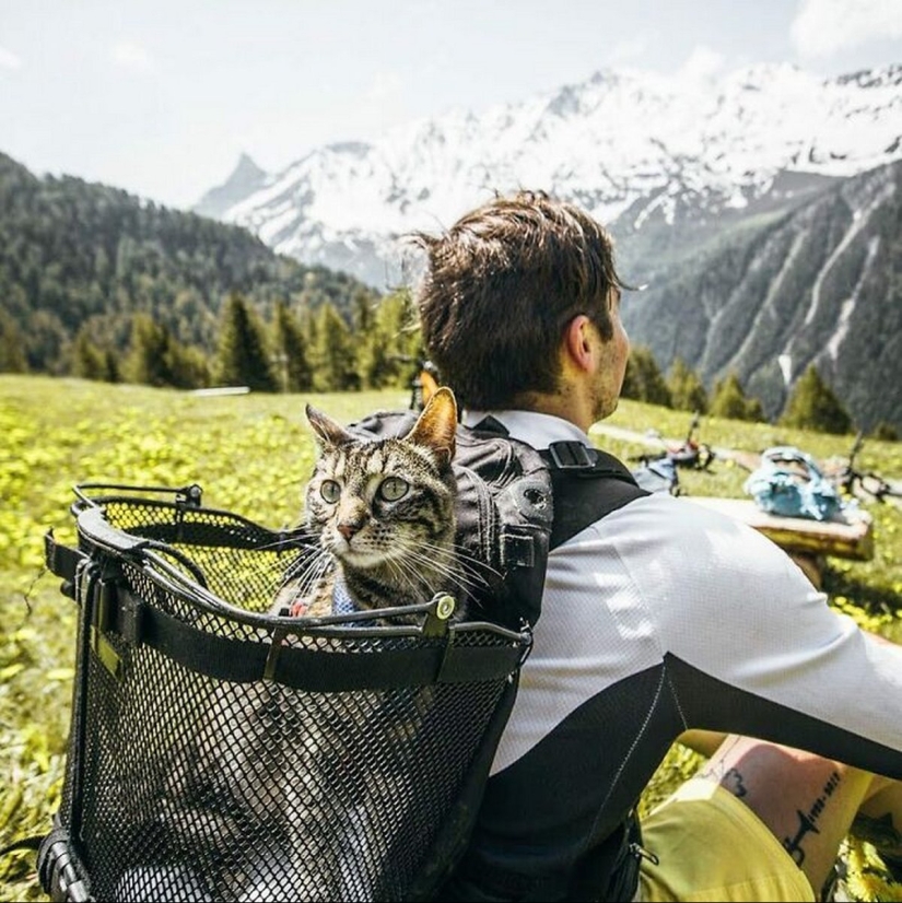 Esquí, surf, paracaidismo: el gato de Instagram vive cien veces más interesante que tú