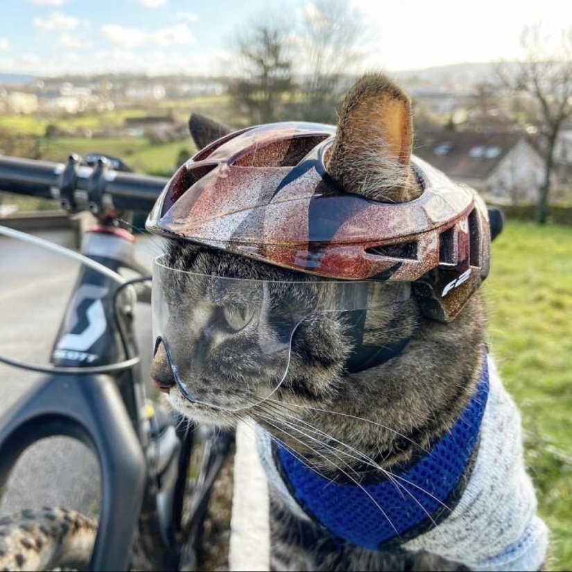 Esquí, surf, paracaidismo: el gato de Instagram vive cien veces más interesante que tú