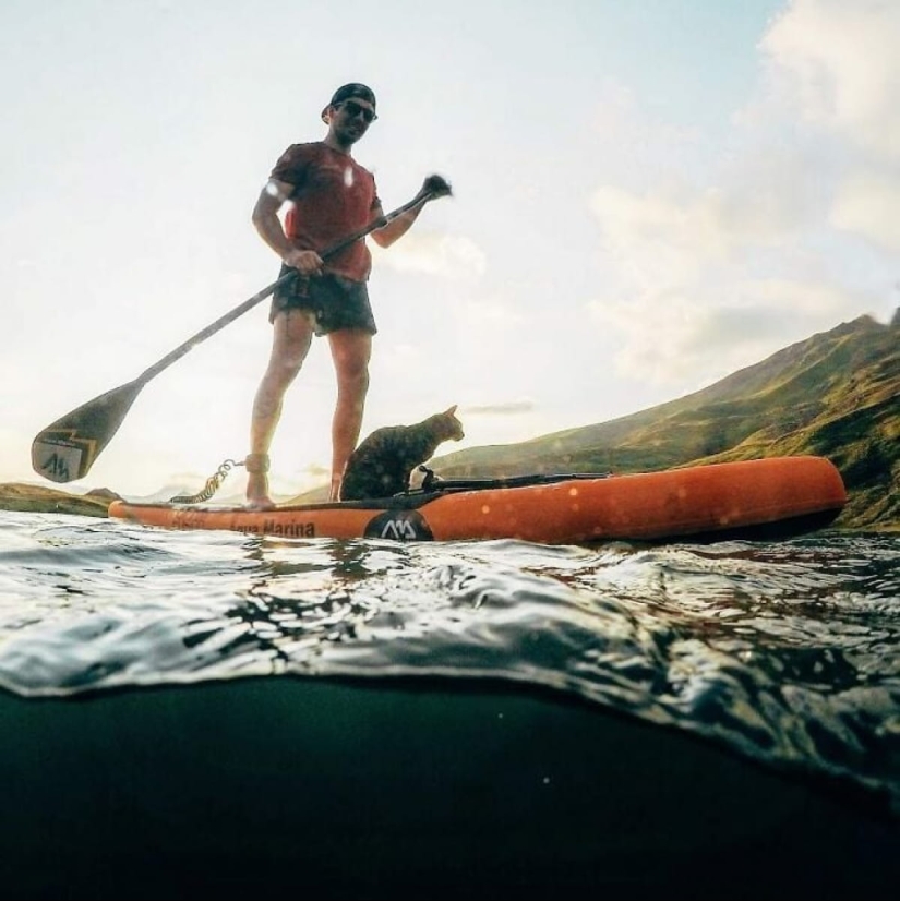 Esquí, surf, paracaidismo: el gato de Instagram vive cien veces más interesante que tú