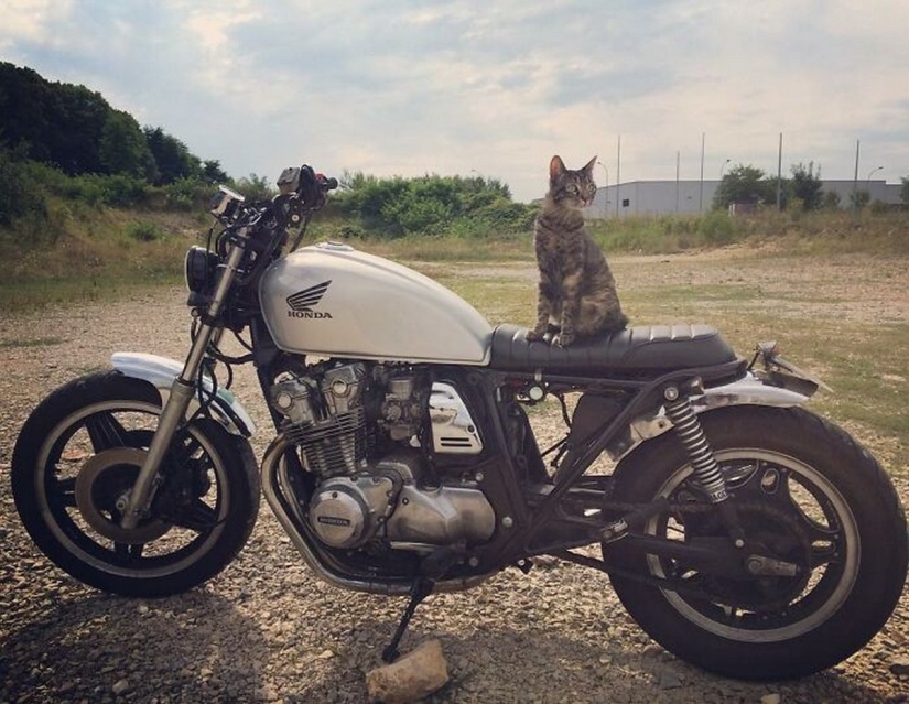 Esquí, surf, paracaidismo: el gato de Instagram vive cien veces más interesante que tú