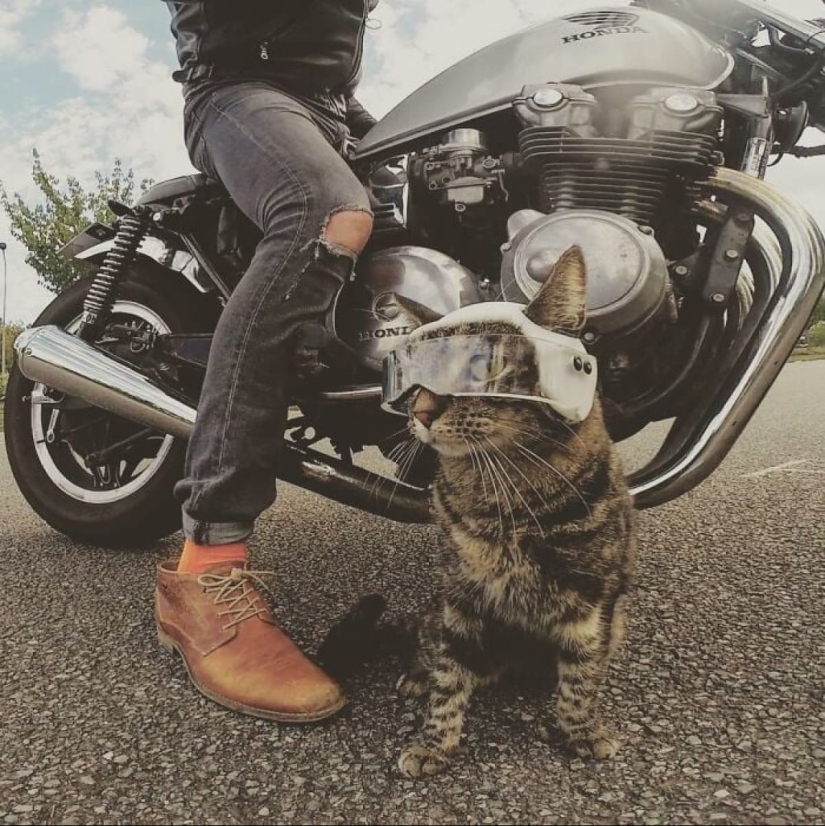 Esquí, surf, paracaidismo: el gato de Instagram vive cien veces más interesante que tú