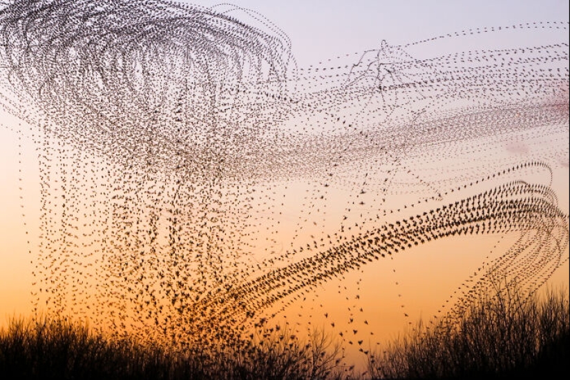 Este artista capturó 20 fotografías fascinantes que convierten la migración de aves en una obra de arte Este artista capturó 20 fotografías fascinantes que convierten la migración de aves en una obra de arte