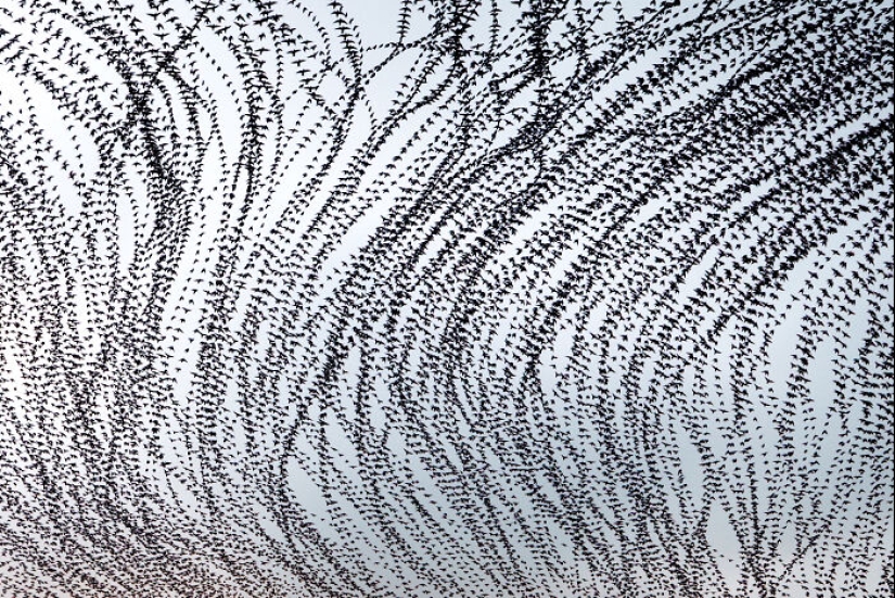 Este artista capturó 20 fotografías fascinantes que convierten la migración de aves en una obra de arte Este artista capturó 20 fotografías fascinantes que convierten la migración de aves en una obra de arte