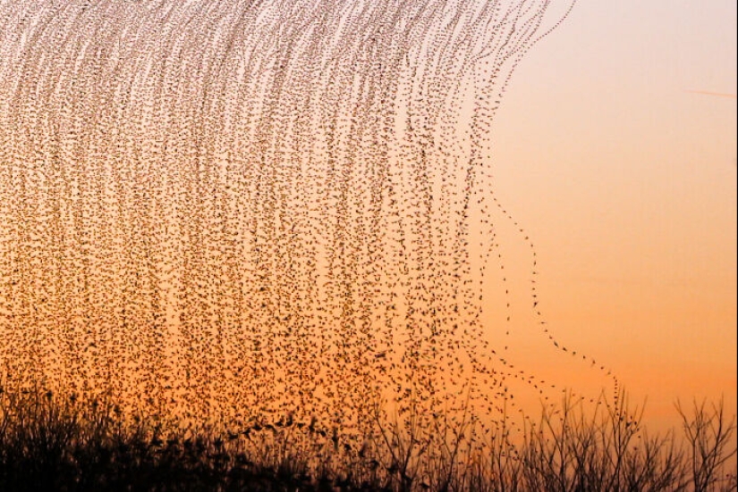 Este artista capturó 20 fotografías fascinantes que convierten la migración de aves en una obra de arte Este artista capturó 20 fotografías fascinantes que convierten la migración de aves en una obra de arte