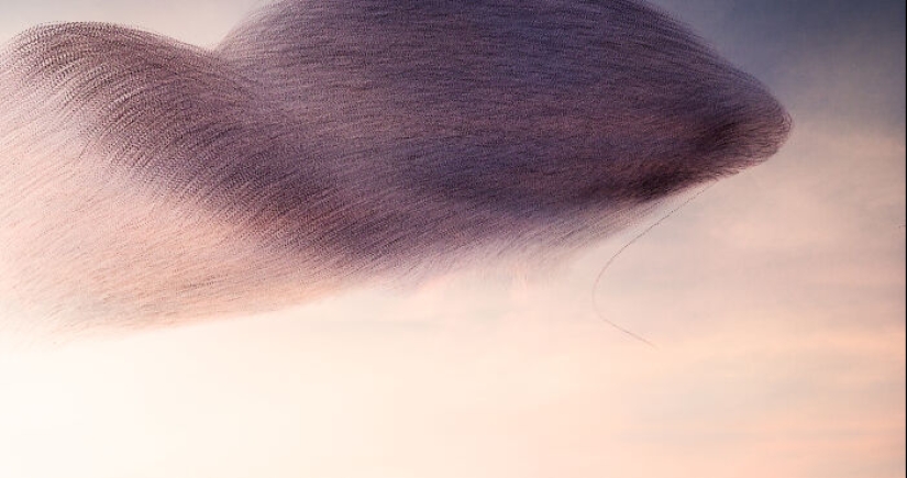 Este artista capturó 20 fotografías fascinantes que convierten la migración de aves en una obra de arte Este artista capturó 20 fotografías fascinantes que convierten la migración de aves en una obra de arte