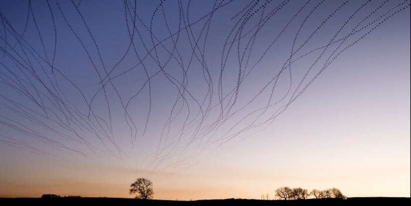 Este artista capturó 20 fotografías fascinantes que convierten la migración de aves en una obra de arte Este artista capturó 20 fotografías fascinantes que convierten la migración de aves en una obra de arte