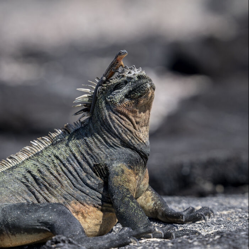 Este fotógrafo captura la serena belleza de la naturaleza a través de sus 19 impactantes fotografías de vida silvestre.