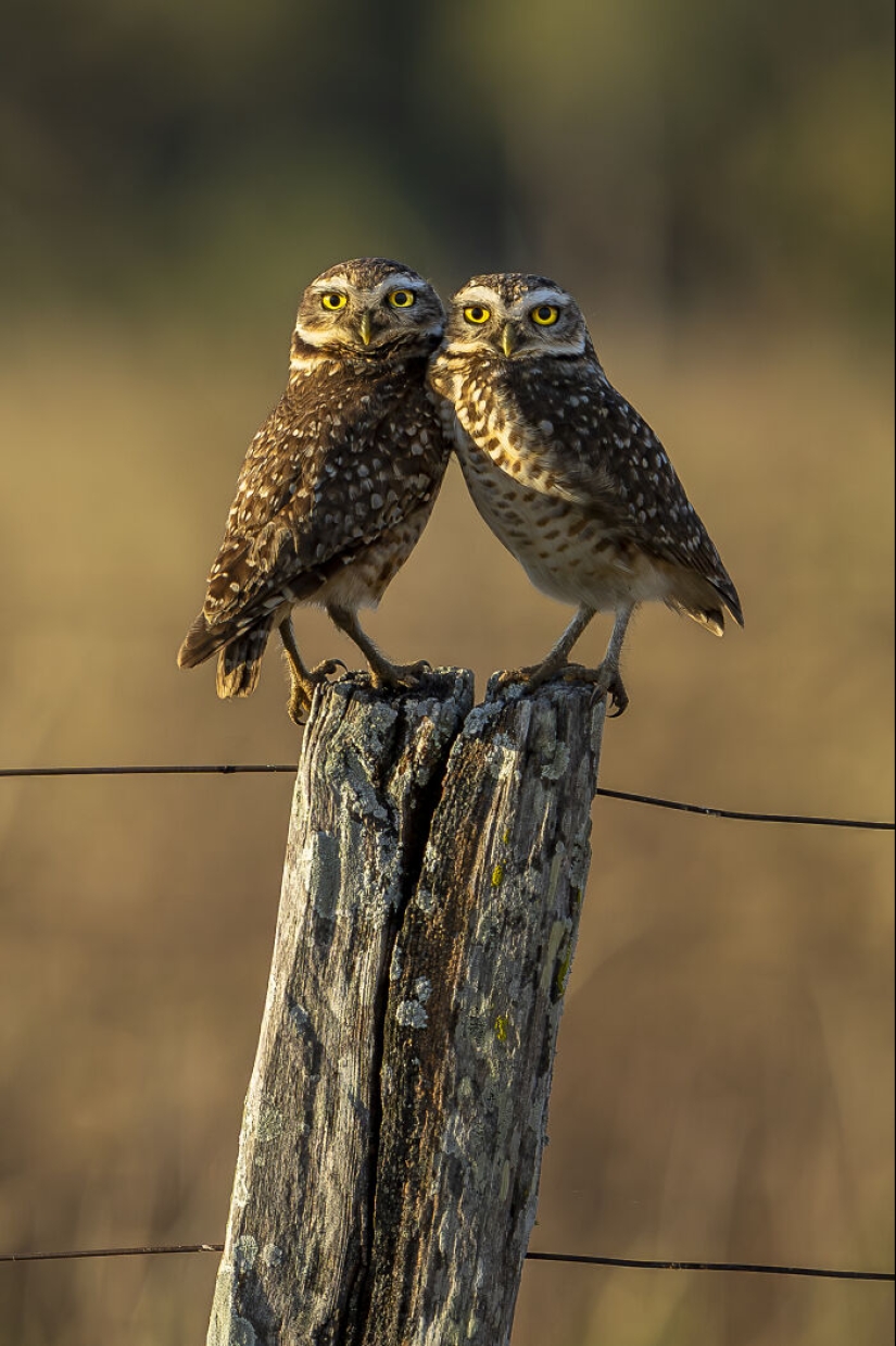 Este fotógrafo captura la serena belleza de la naturaleza a través de sus 19 impactantes fotografías de vida silvestre.