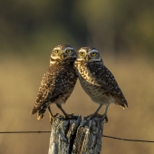 Este fotógrafo captura la serena belleza de la naturaleza a través de sus 19 impactantes fotografías de vida silvestre. Este fotógrafo captura la serena belleza de la naturaleza a través de sus 19 impactantes fotografías de vida silvestre.