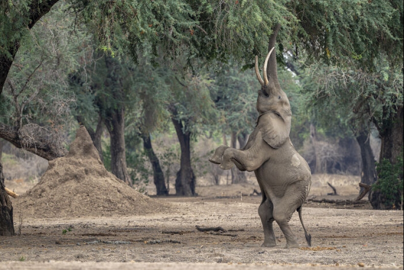 Este fotógrafo captura la serena belleza de la naturaleza a través de sus 19 impactantes fotografías de vida silvestre.