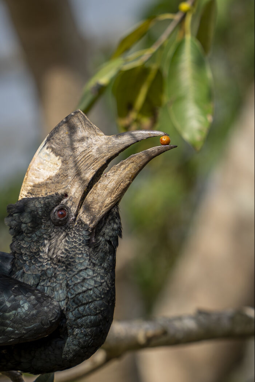 Este fotógrafo captura la serena belleza de la naturaleza a través de sus 19 impactantes fotografías de vida silvestre.