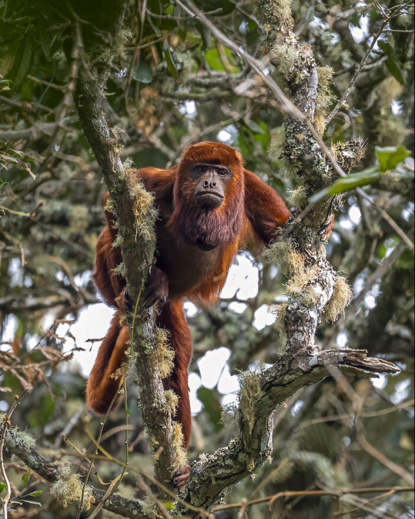 Este fotógrafo captura la serena belleza de la naturaleza a través de sus 19 impactantes fotografías de vida silvestre.