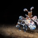 Este fotógrafo documenta la vida bajo el agua y aquí están sus 13 mejores fotos Este fotógrafo documenta la vida bajo el agua y aquí están sus 13 mejores fotos