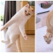 Este gato de Japón baila mucho más fresco que tú, y aquí hay 25 pruebas Este gato de Japón baila mucho más fresco que tú, y aquí hay 25 pruebas