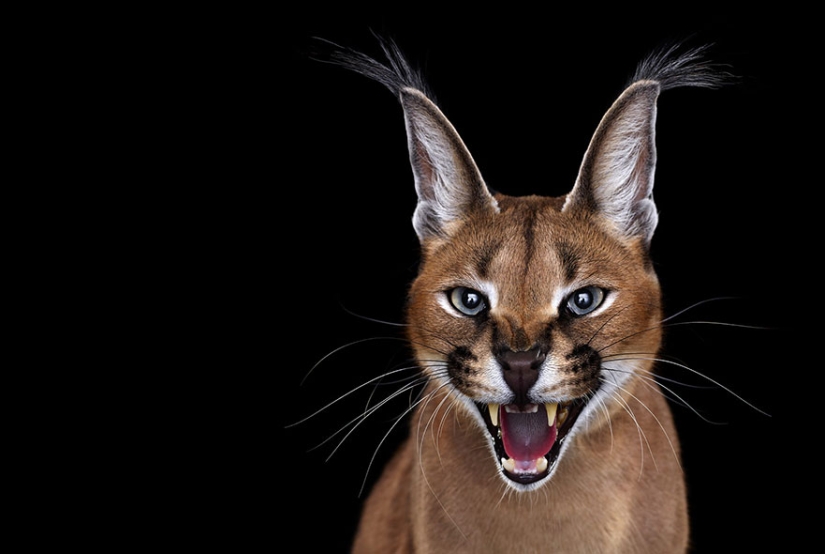 ¡Estos retratos son simplemente fascinantes! Ojo a ojo