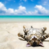 Even they're on vacation and you don't: photos of seals that will cause envy Even they're on vacation and you don't: photos of seals that will cause envy