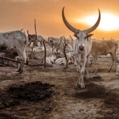 Everyday life of the Dinka people of Africa: women who do not recognize clothes, defeated cancer and buffaloes Everyday life of the Dinka people of Africa: women who do not recognize clothes, defeated cancer and buffaloes