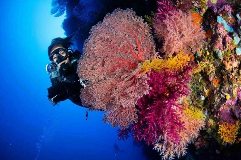 Everyone calls her the pictures with photoshop, but they are real: amazing footage of a diver and the underwater world Everyone calls her the pictures with photoshop, but they are real: amazing footage of a diver and the underwater world