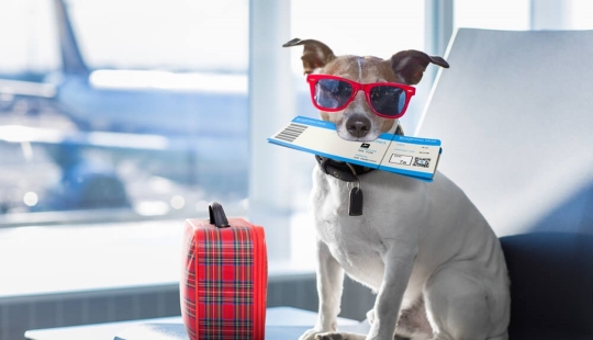 Everything You Need to Know about Traveling with Animals