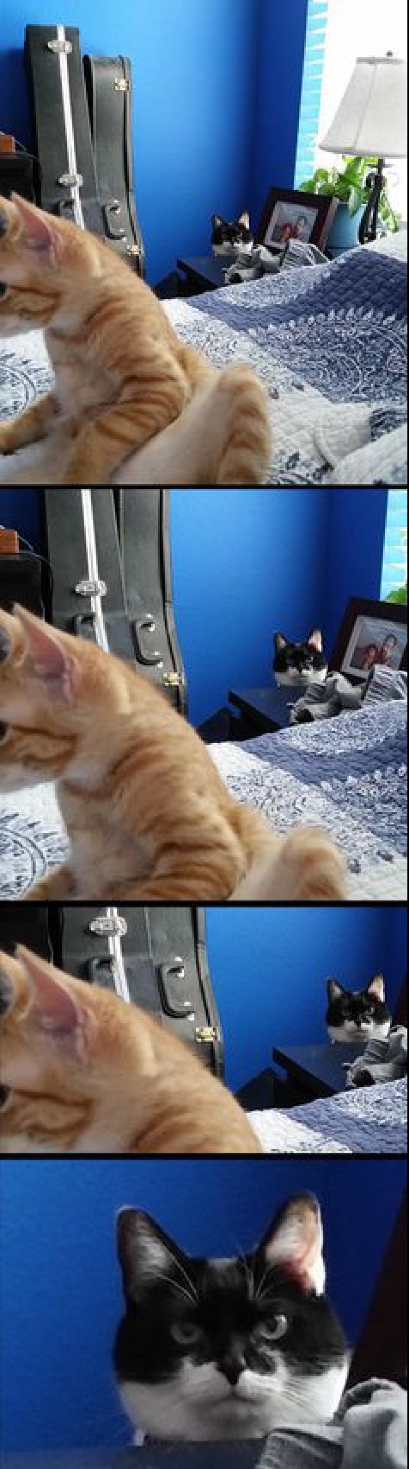 Evil seals that seem to be plotting to kill their master Evil seals that seem to be plotting to kill their master